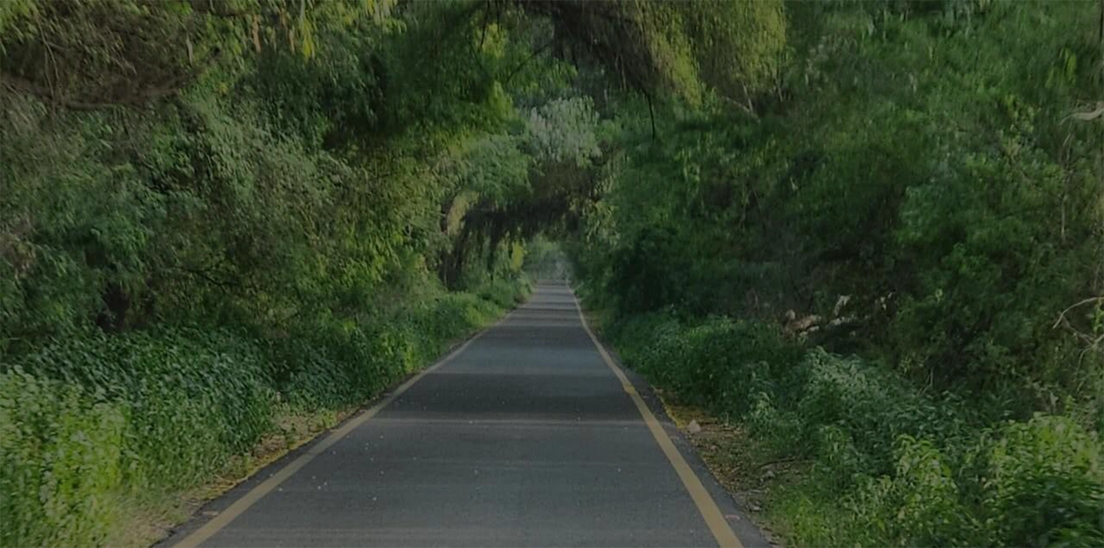 road in forest